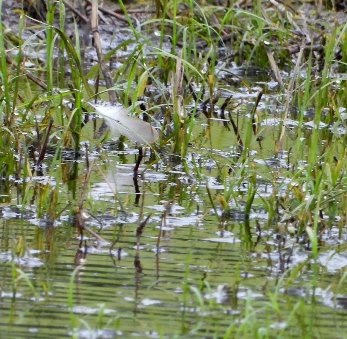 Solitary Sandpiper - ML634748659