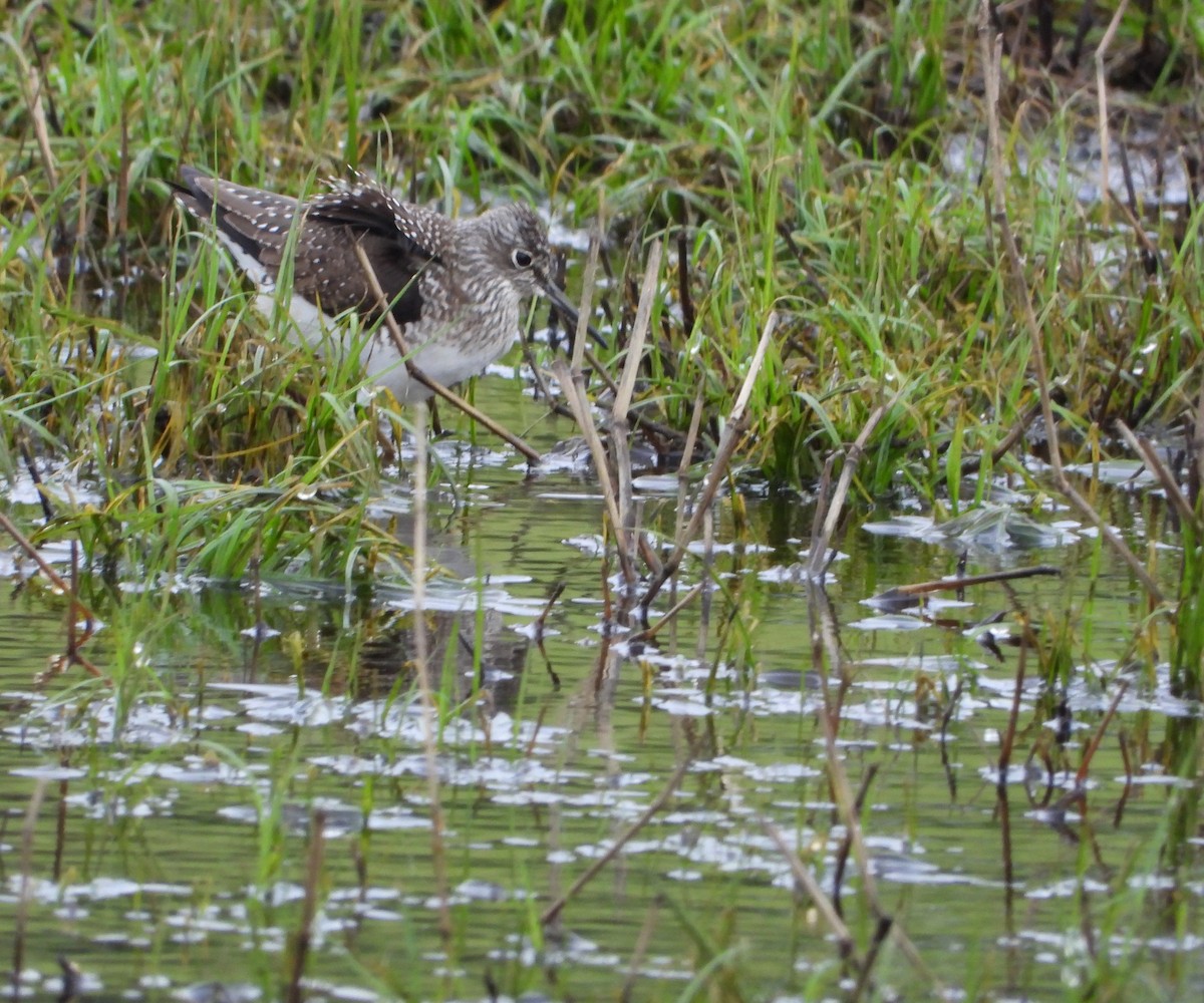 Solitary Sandpiper - ML634748661