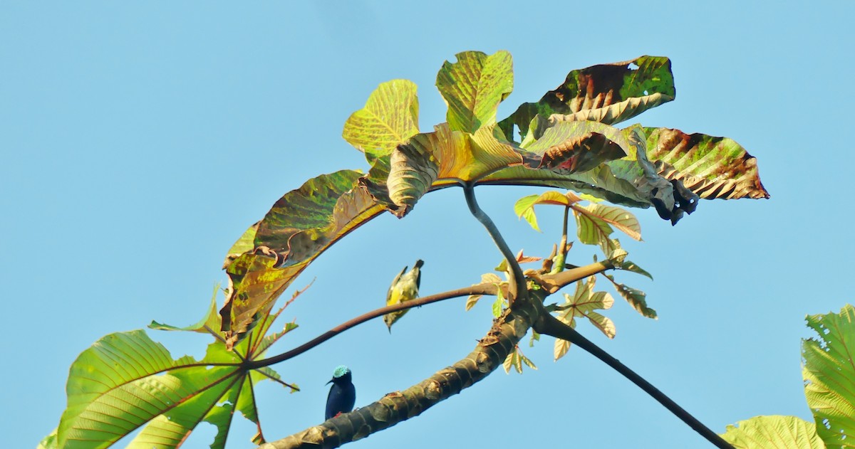 Red-legged Honeycreeper - ML634748662