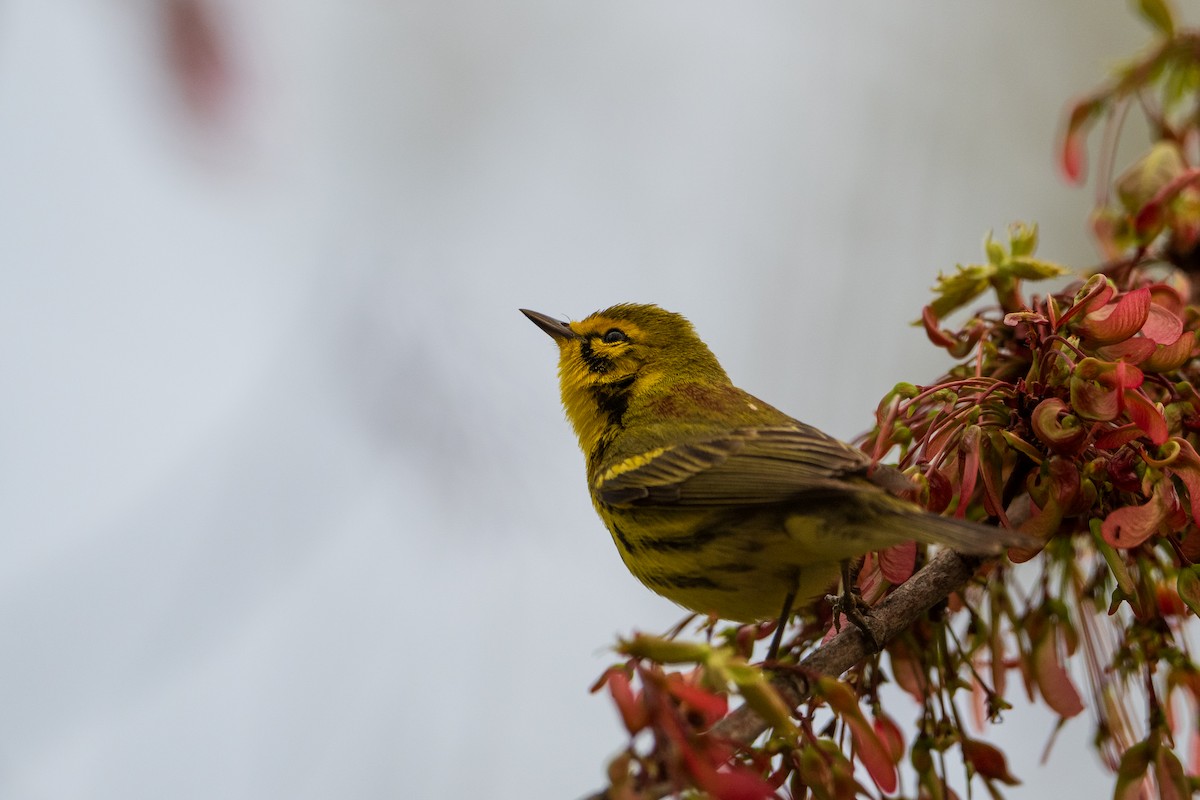 Prairie Warbler - ML634748663