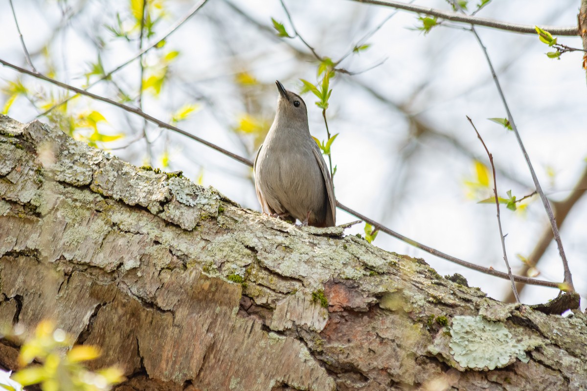 Gray Catbird - ML634748664