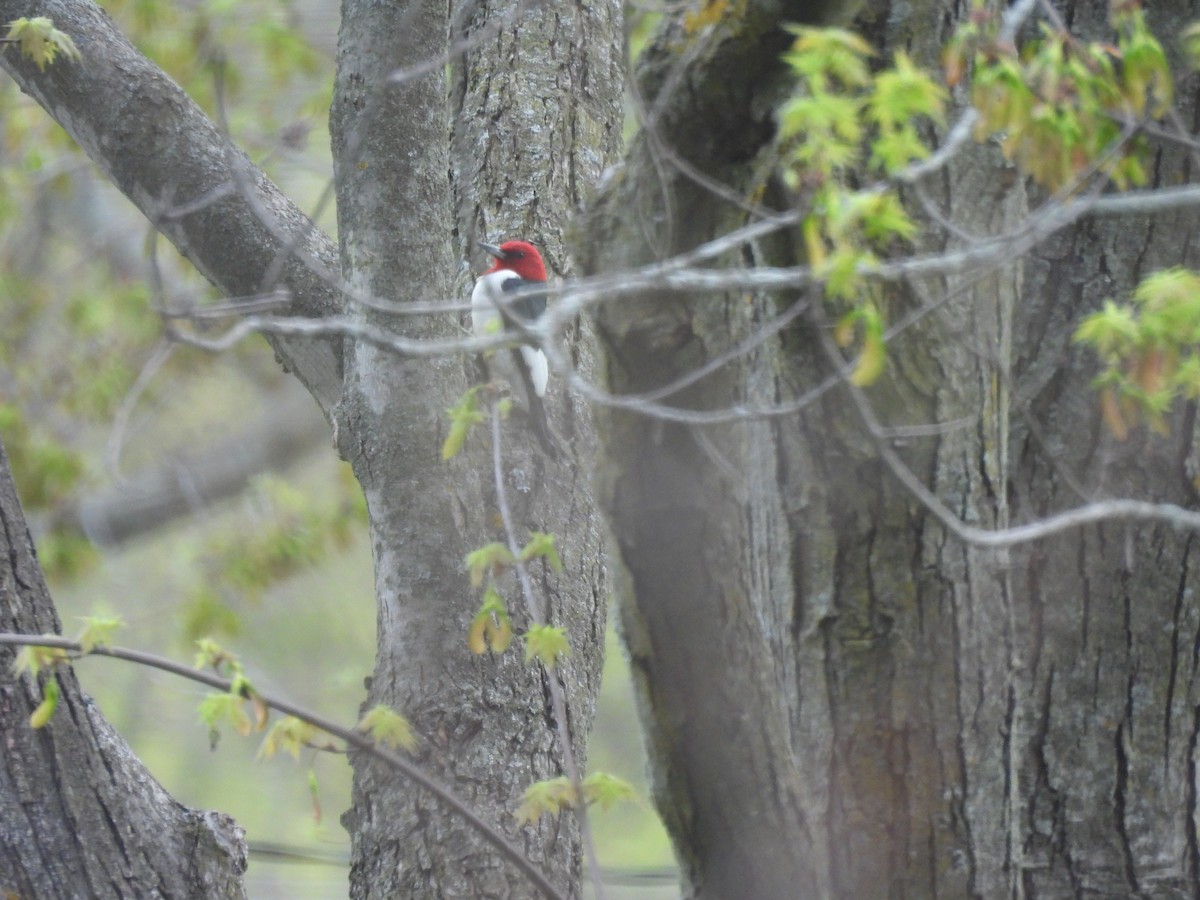 Red-headed Woodpecker - ML634748665