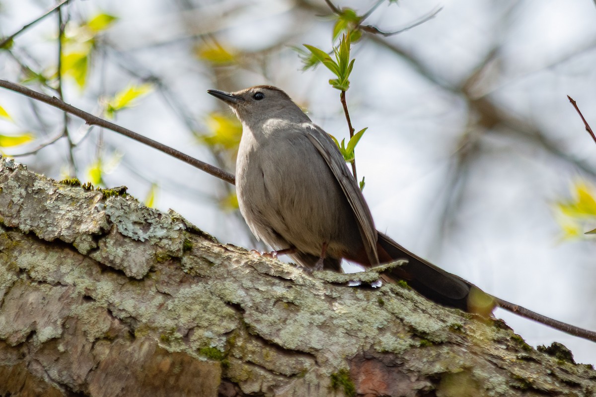 Gray Catbird - ML634748668