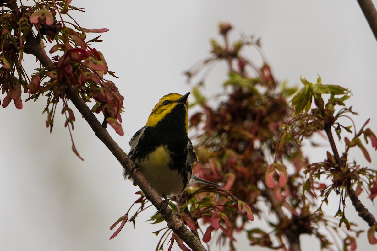 Black-throated Green Warbler - ML634748669