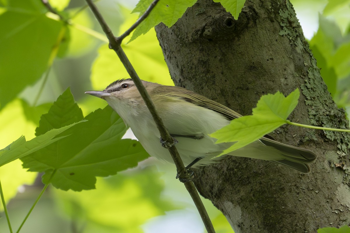 Red-eyed Vireo - ML634748671