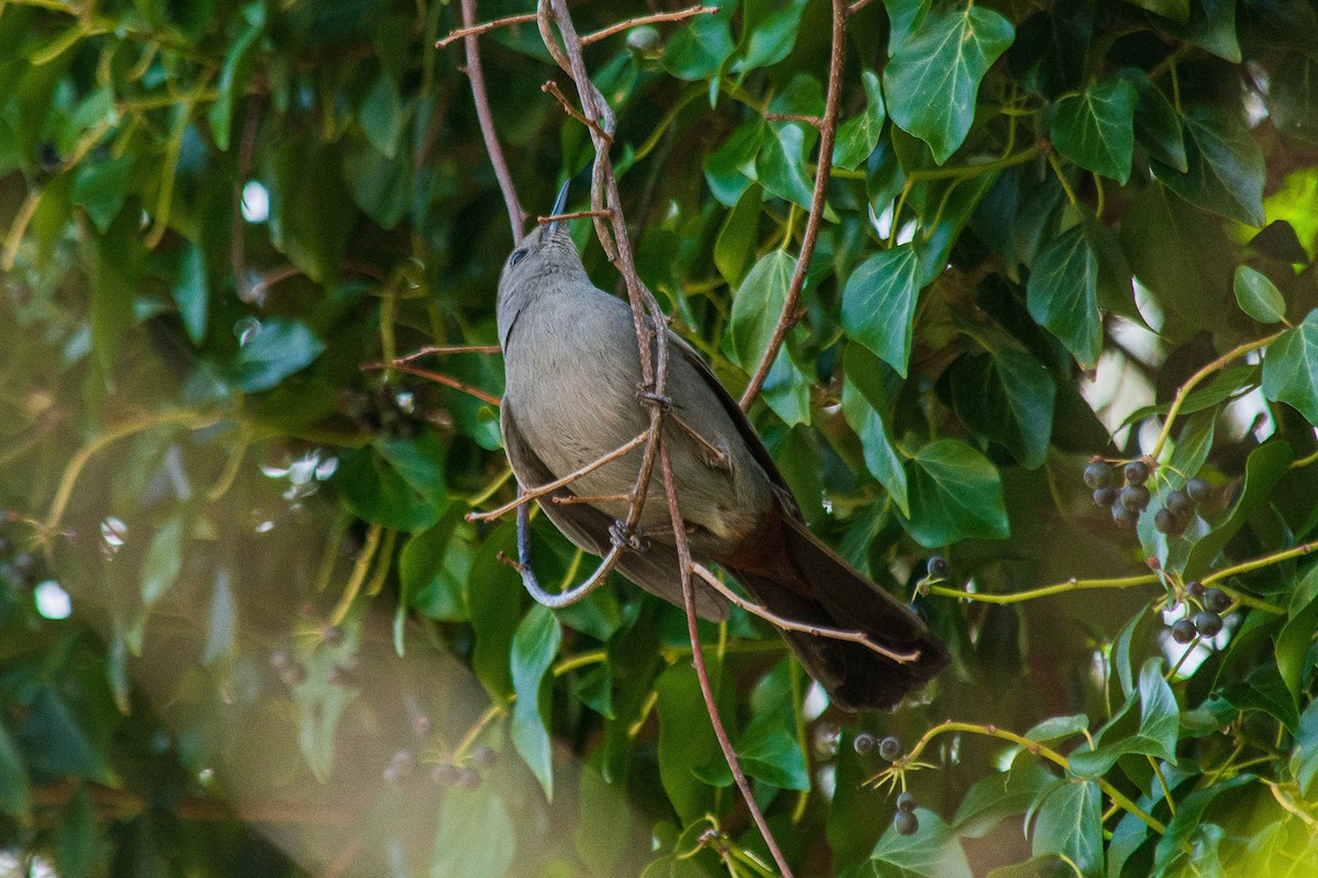 Gray Catbird - ML634748677