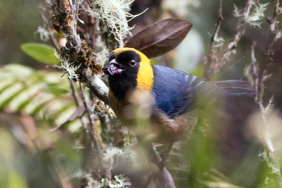 Golden-collared Tanager - ML634748680