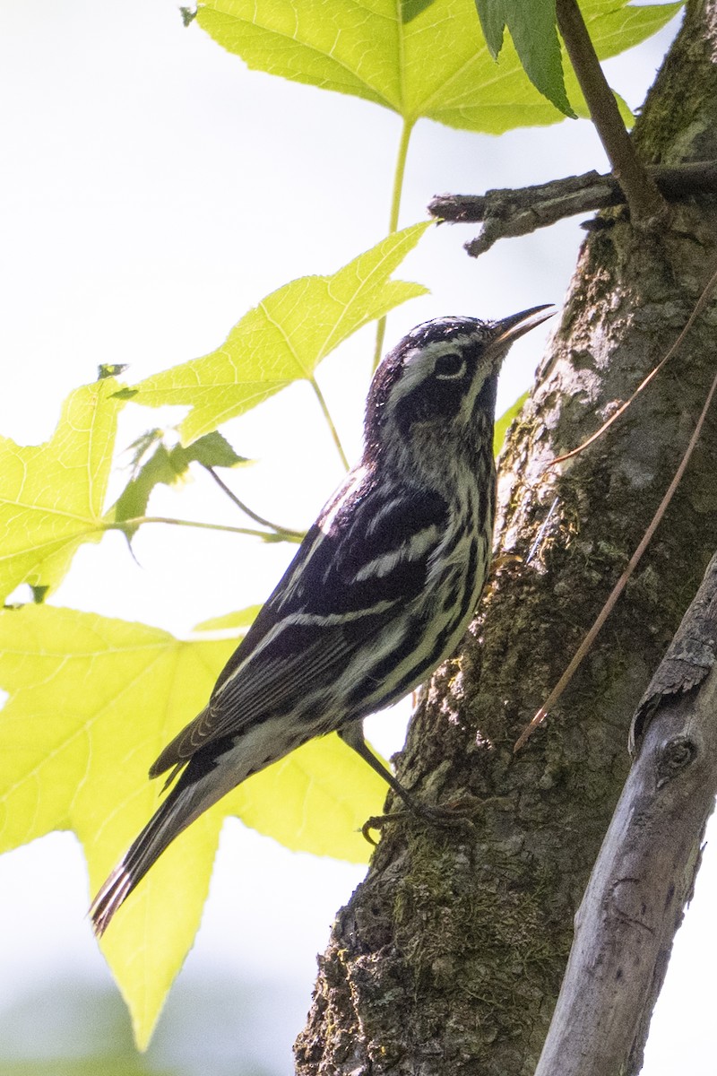 Black-and-white Warbler - ML634748681