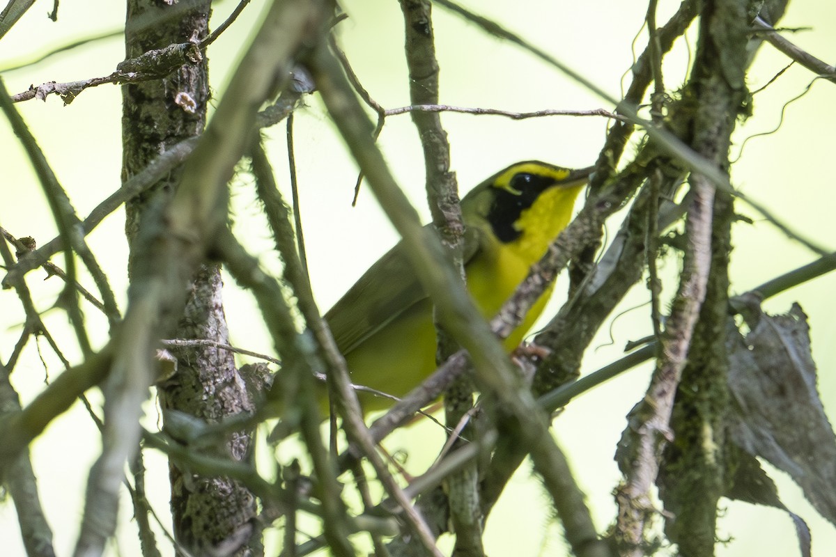 Kentucky Warbler - ML634748691