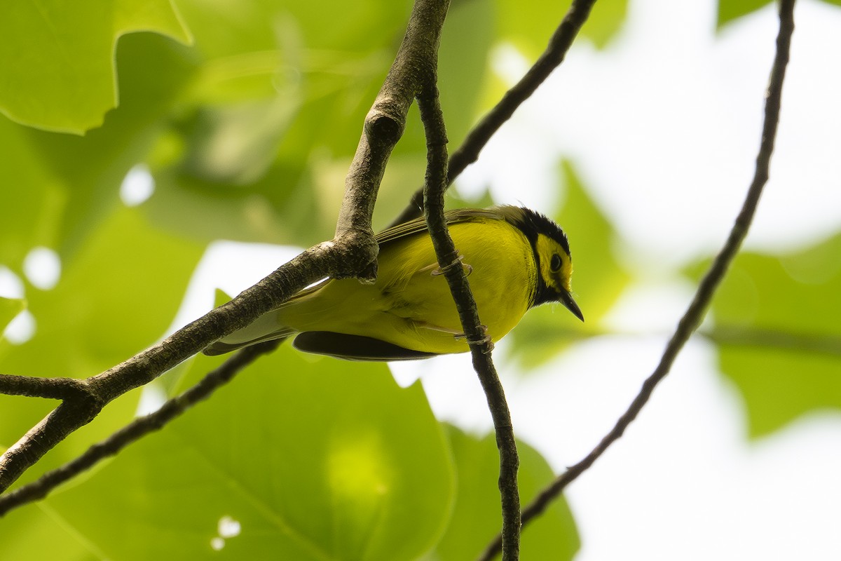 Hooded Warbler - ML634748703