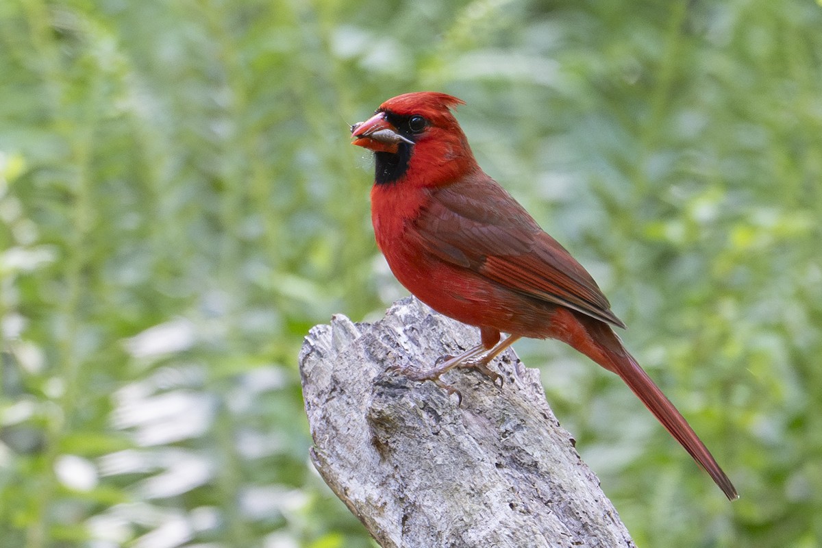 Northern Cardinal - ML634748712
