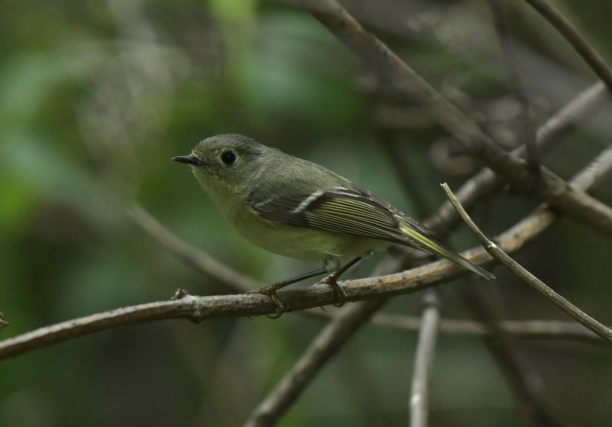 Ruby-crowned Kinglet - ML634748749