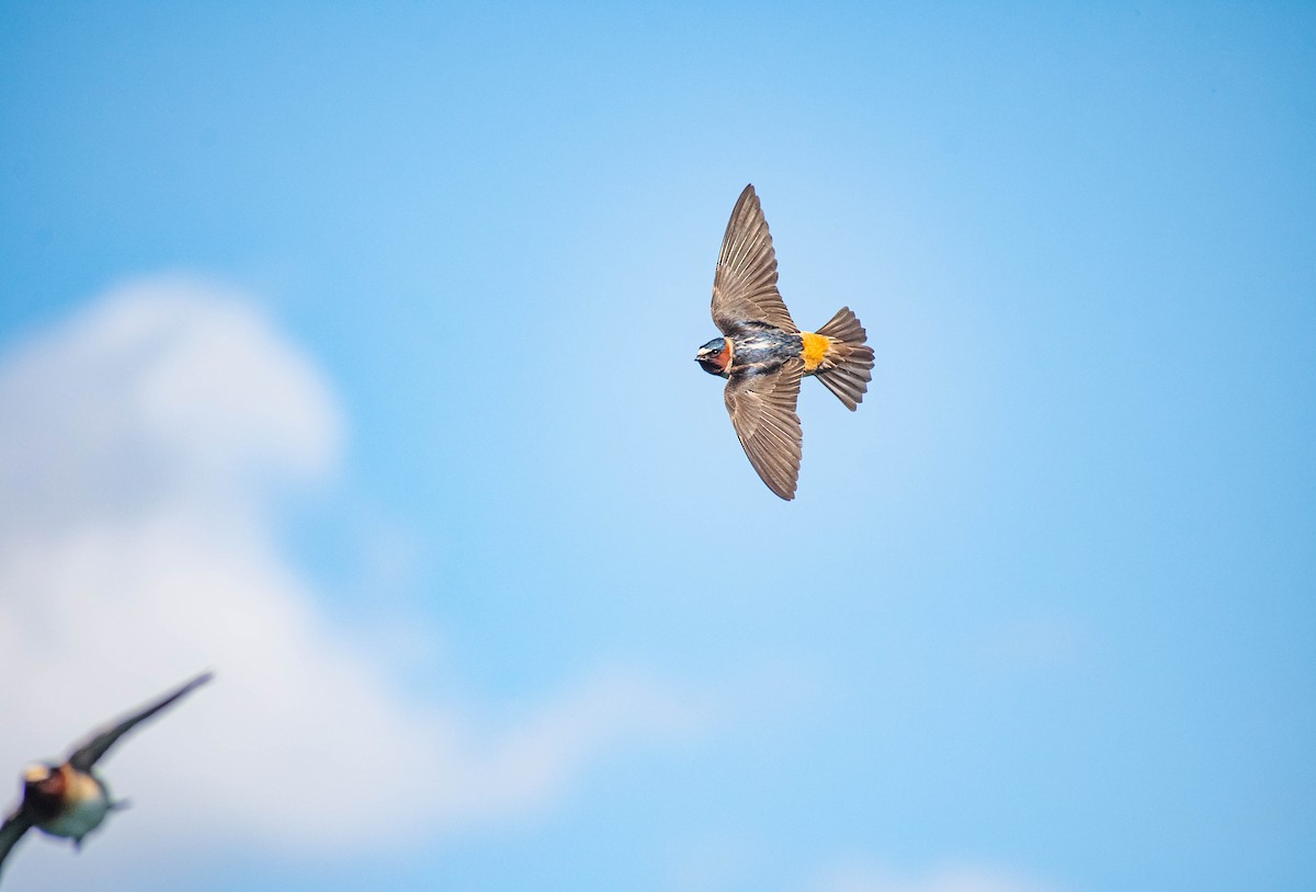 Cliff Swallow - ML634748751
