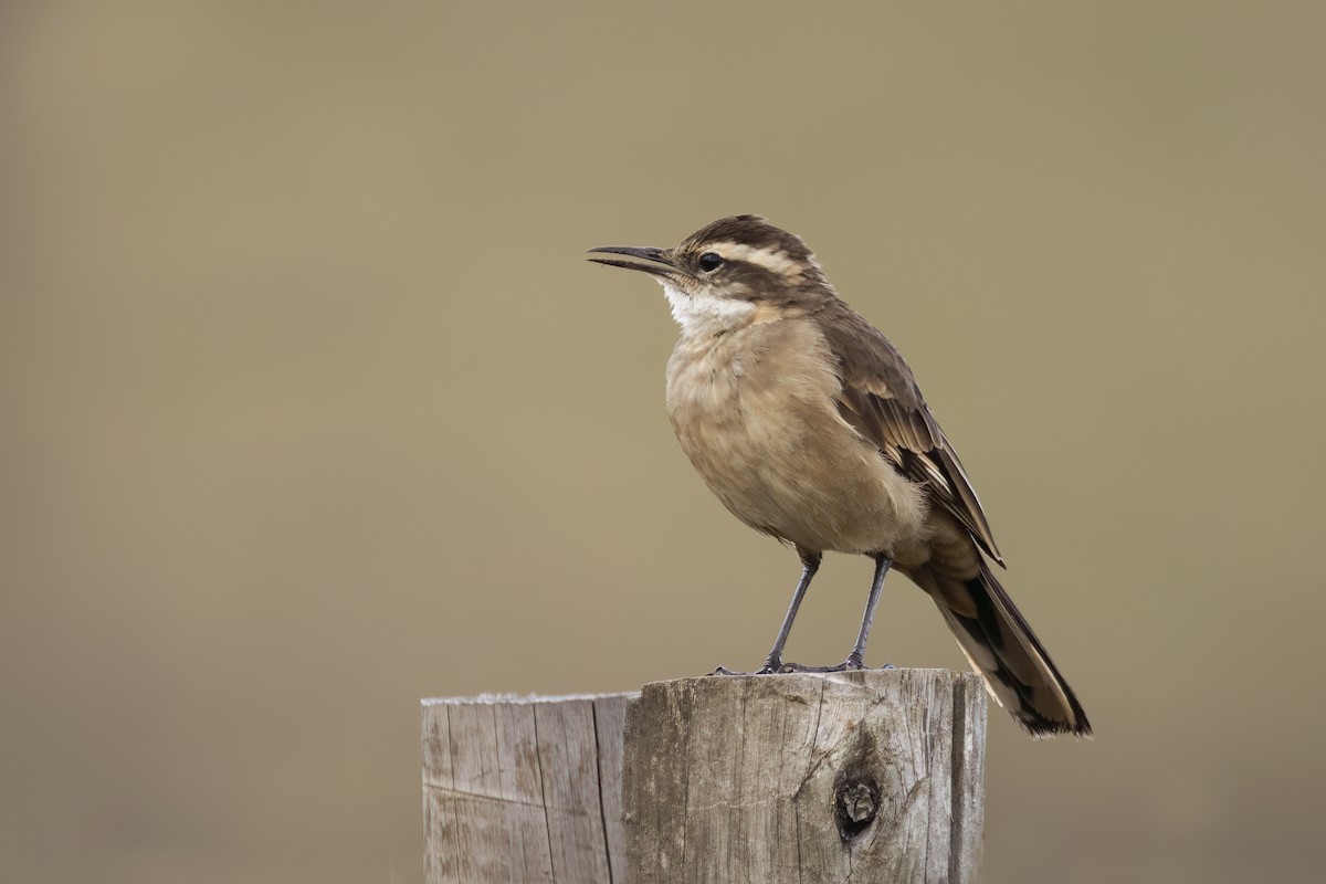 Long-tailed Cinclodes (Cipo) - ML634748766