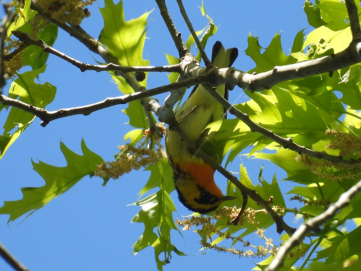 Blackburnian Warbler - ML634748840