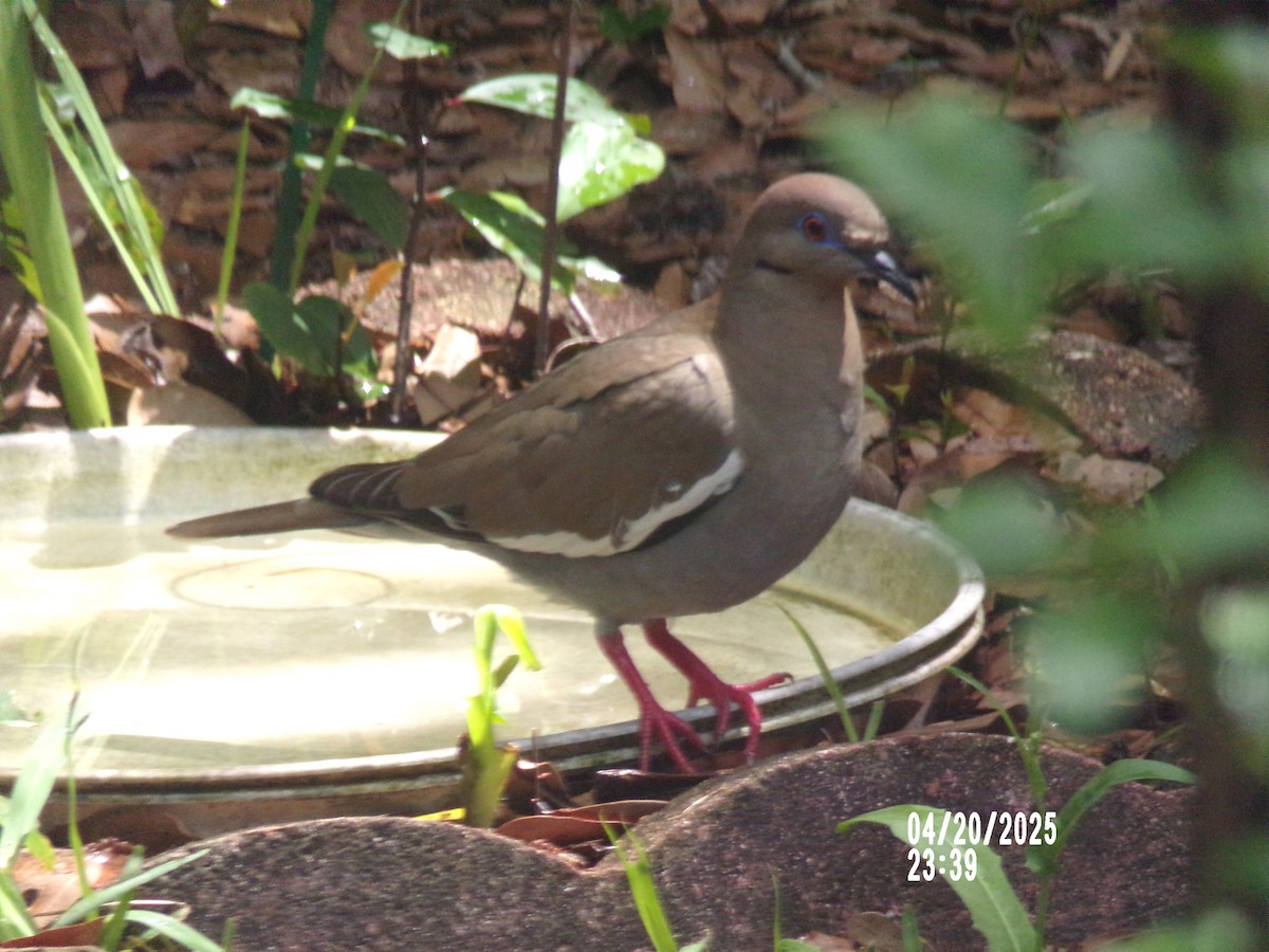 White-winged Dove - ML634748857
