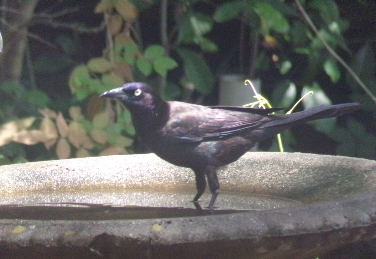 Common Grackle - ML634748928