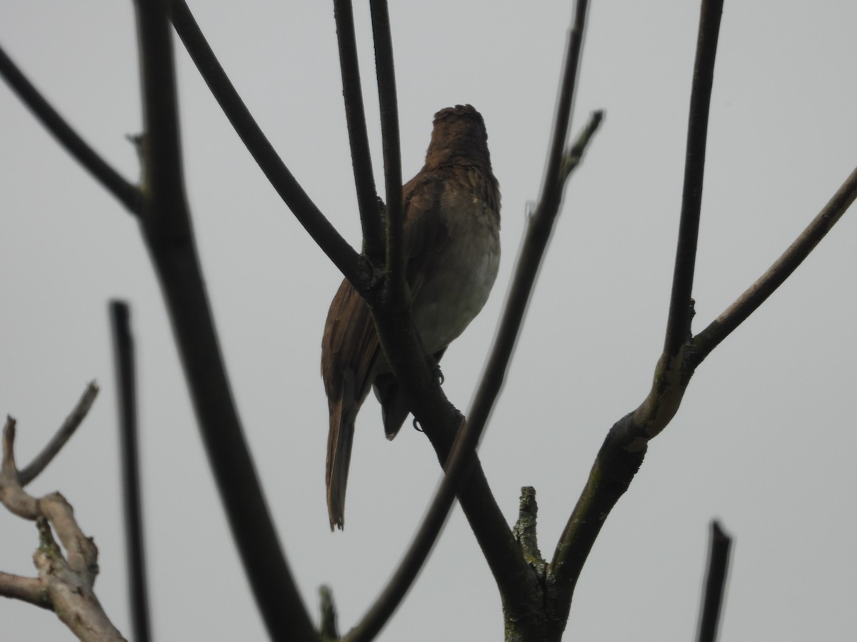 Black-billed Thrush - ML634748929