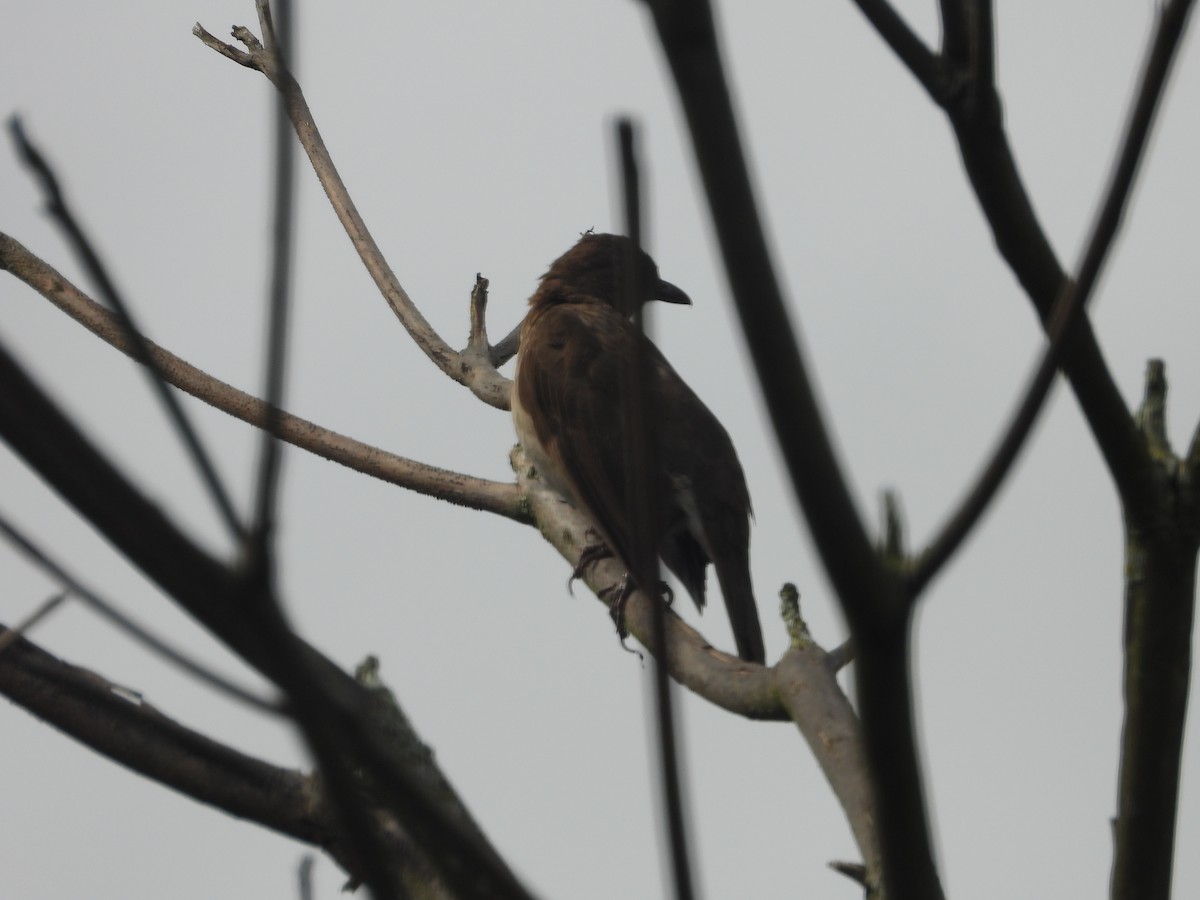 Black-billed Thrush - ML634748932