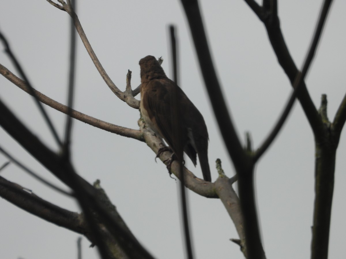 Black-billed Thrush - ML634748934