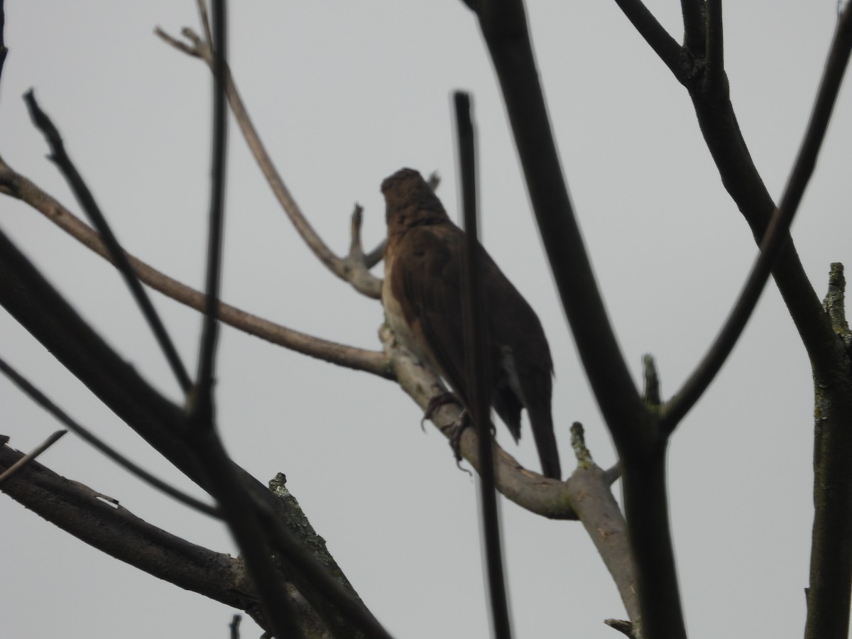 Black-billed Thrush - ML634748935