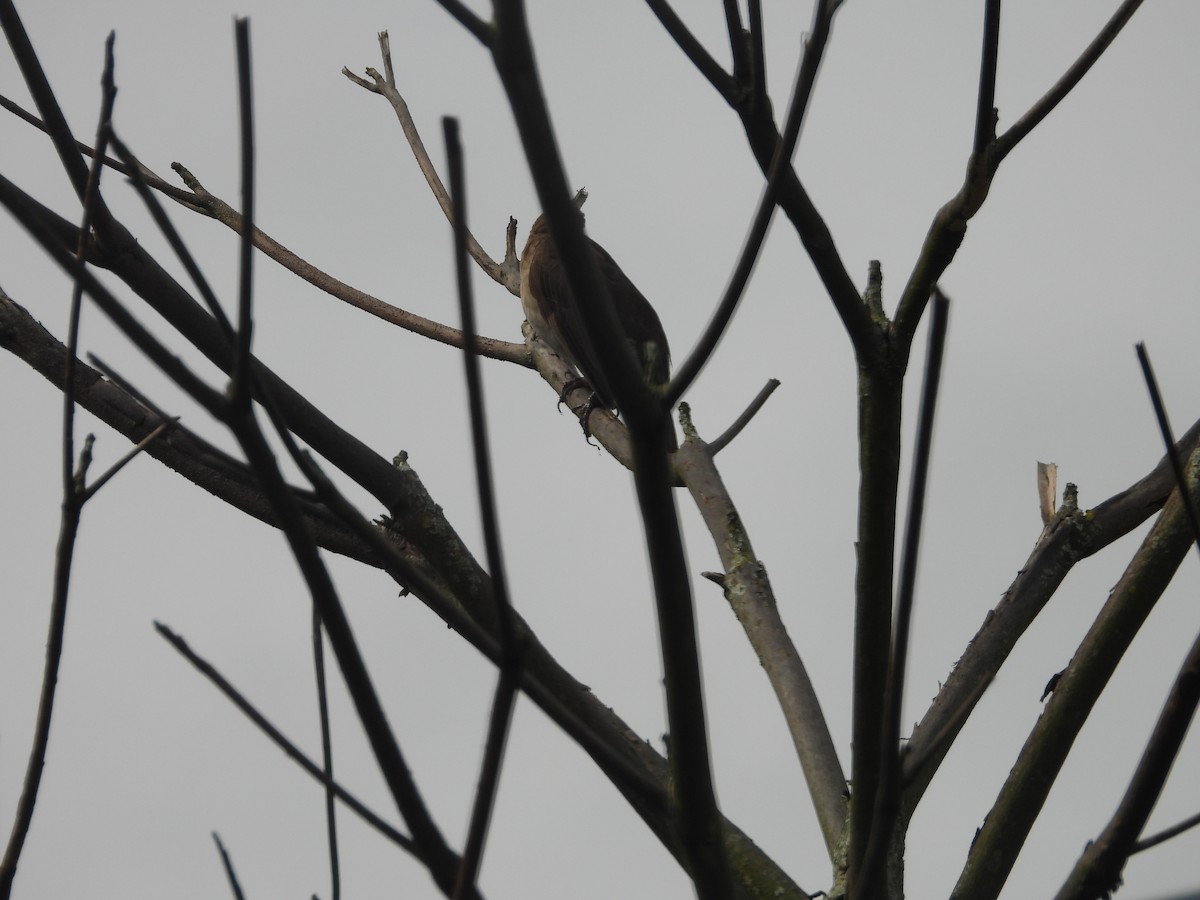 Black-billed Thrush - ML634748936