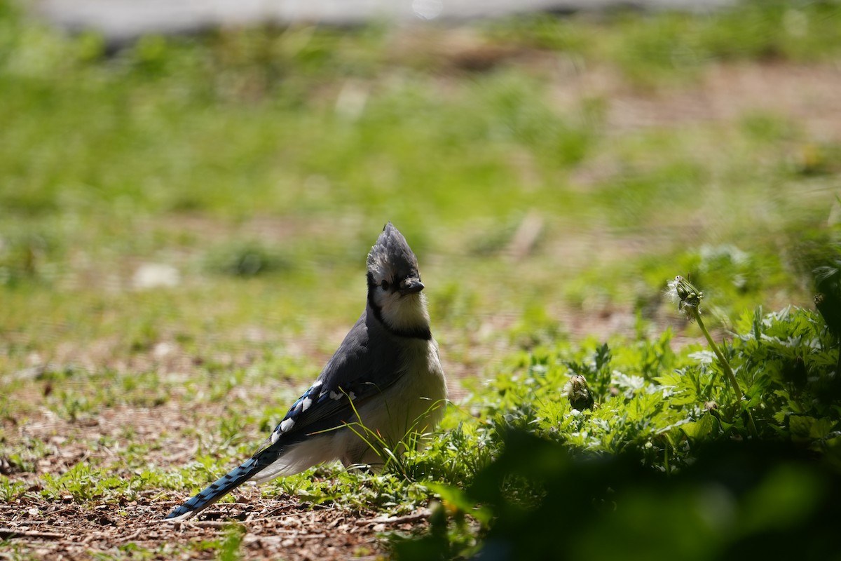 Blue Jay - ML634748937
