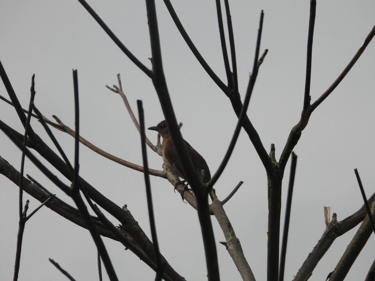 Black-billed Thrush - ML634748938