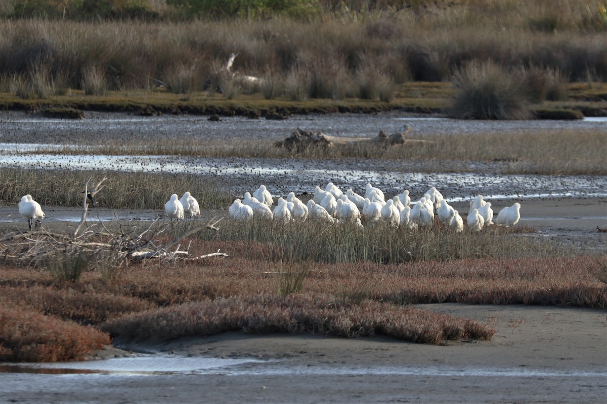 Royal Spoonbill - ML634748945