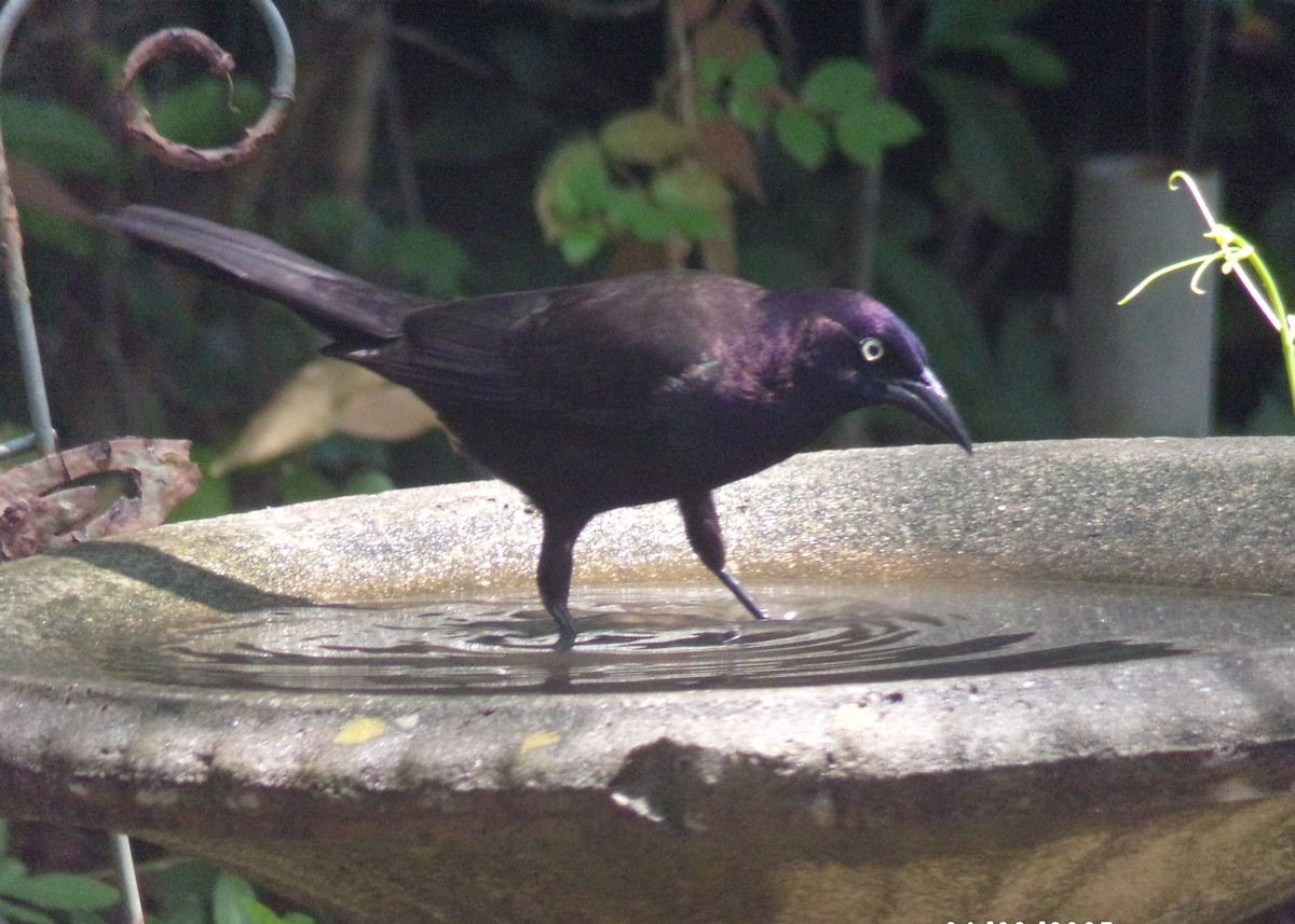 Common Grackle - ML634748952