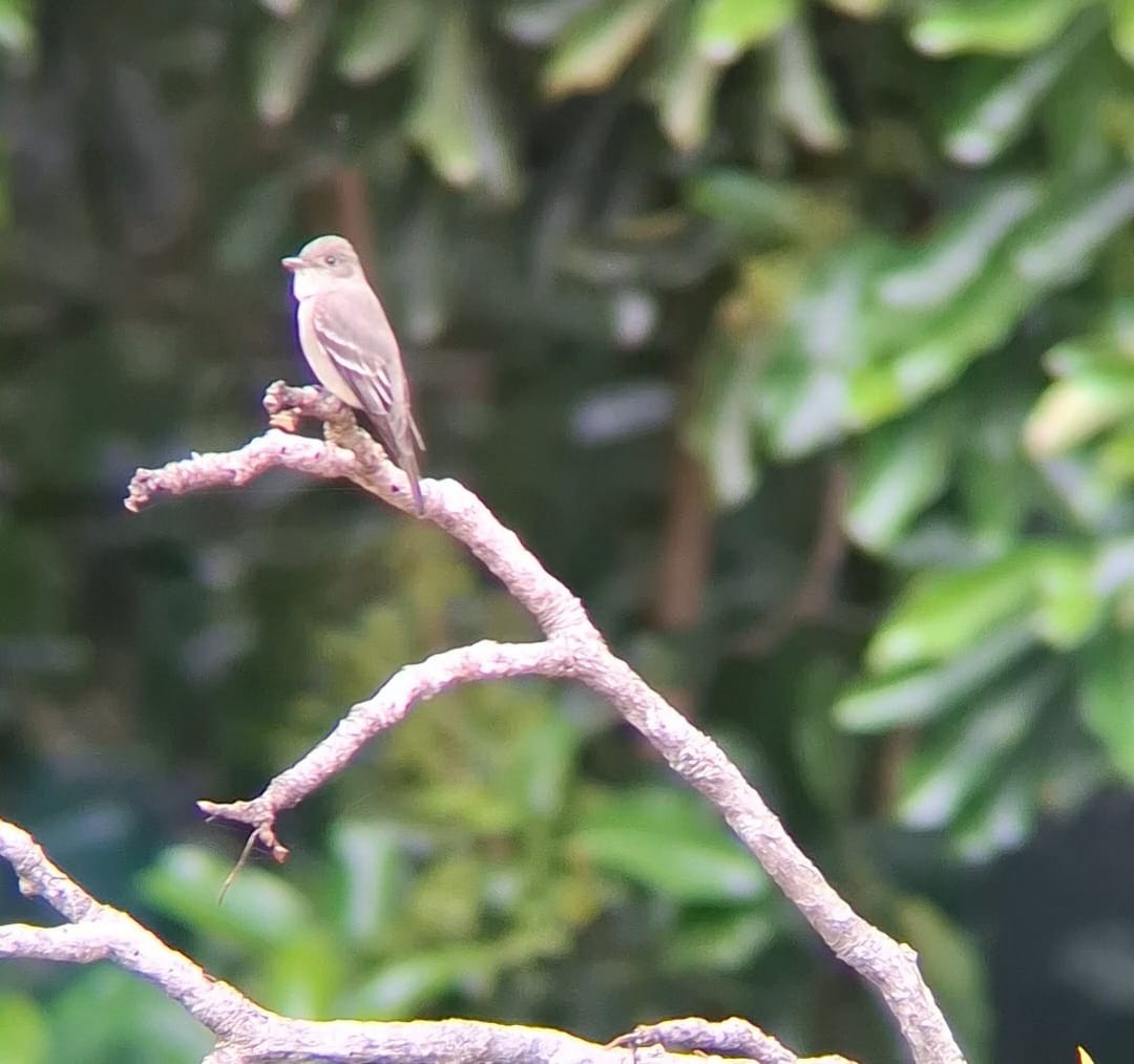 Eastern Wood-Pewee - ML634748956