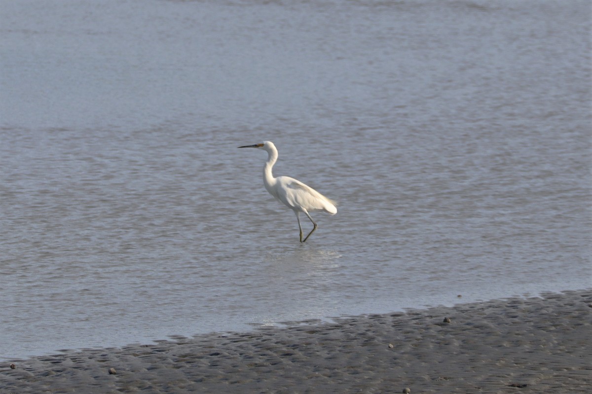 Little Egret - ML634748967