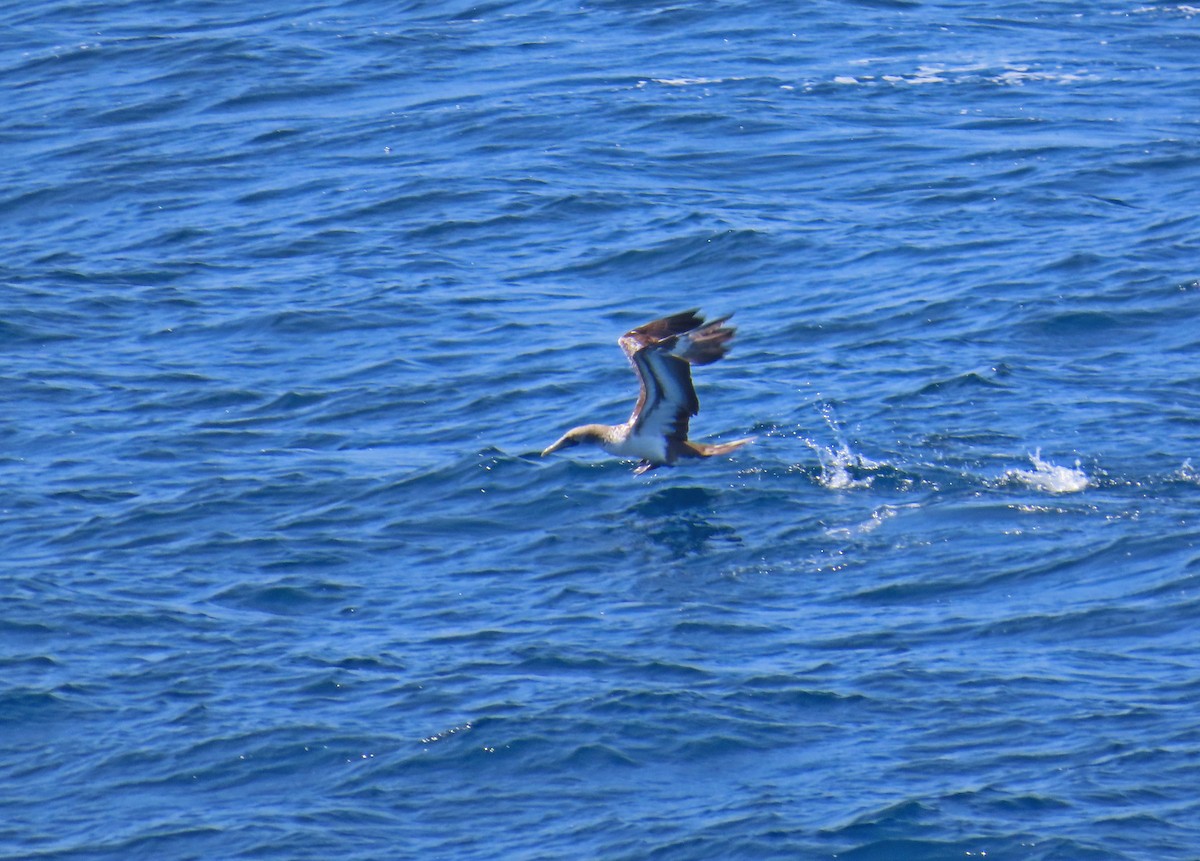 Nazca Booby - ML634748978