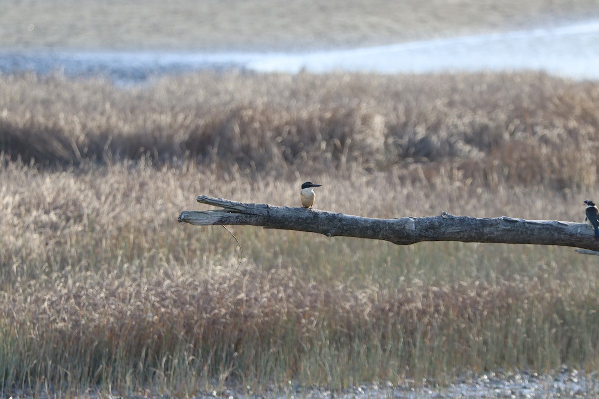 Sacred Kingfisher - ML634748995