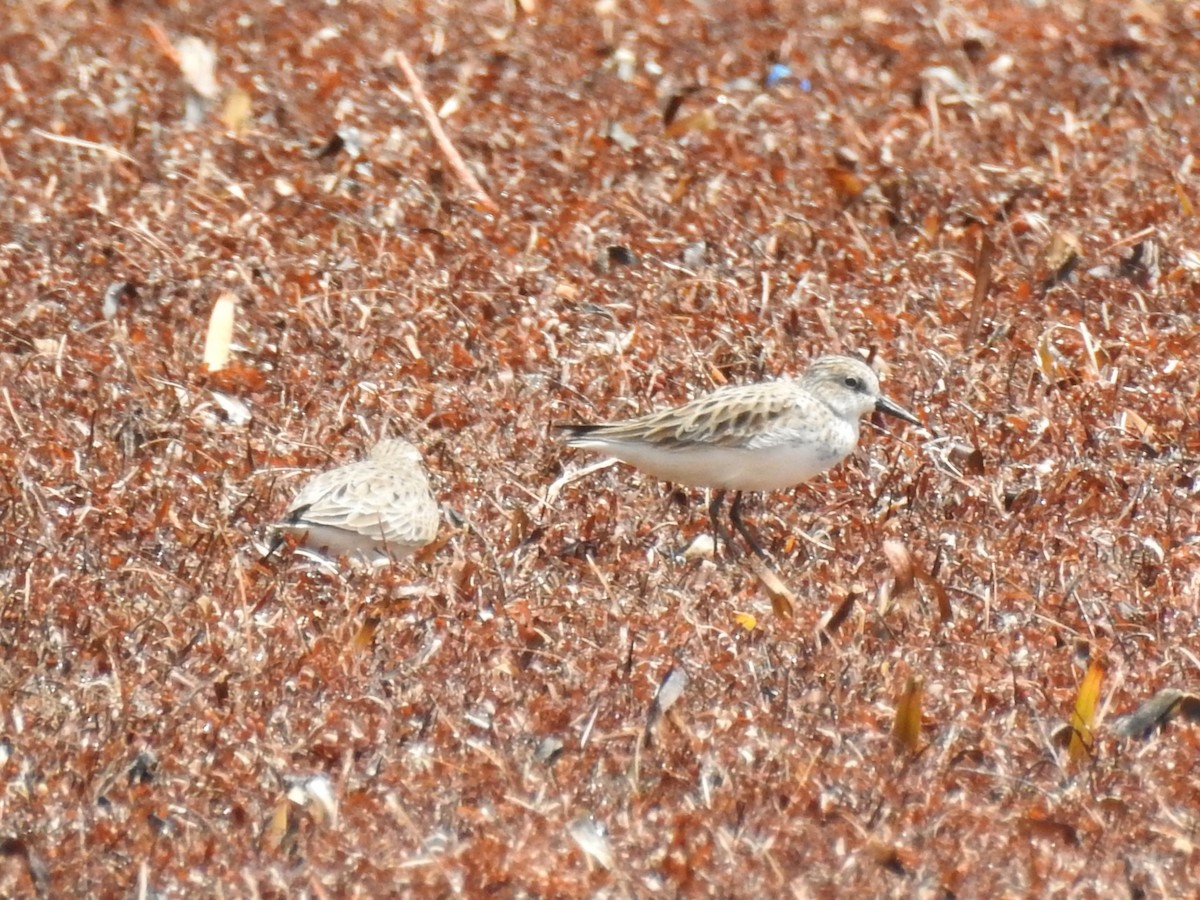 Semipalmated Sandpiper - ML634749022
