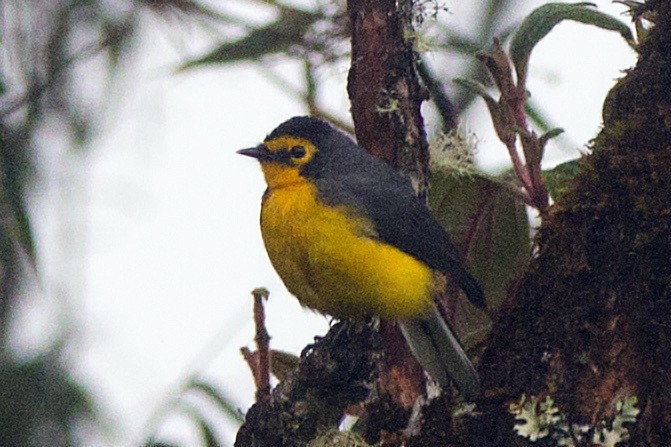 Spectacled Redstart - ML634749038