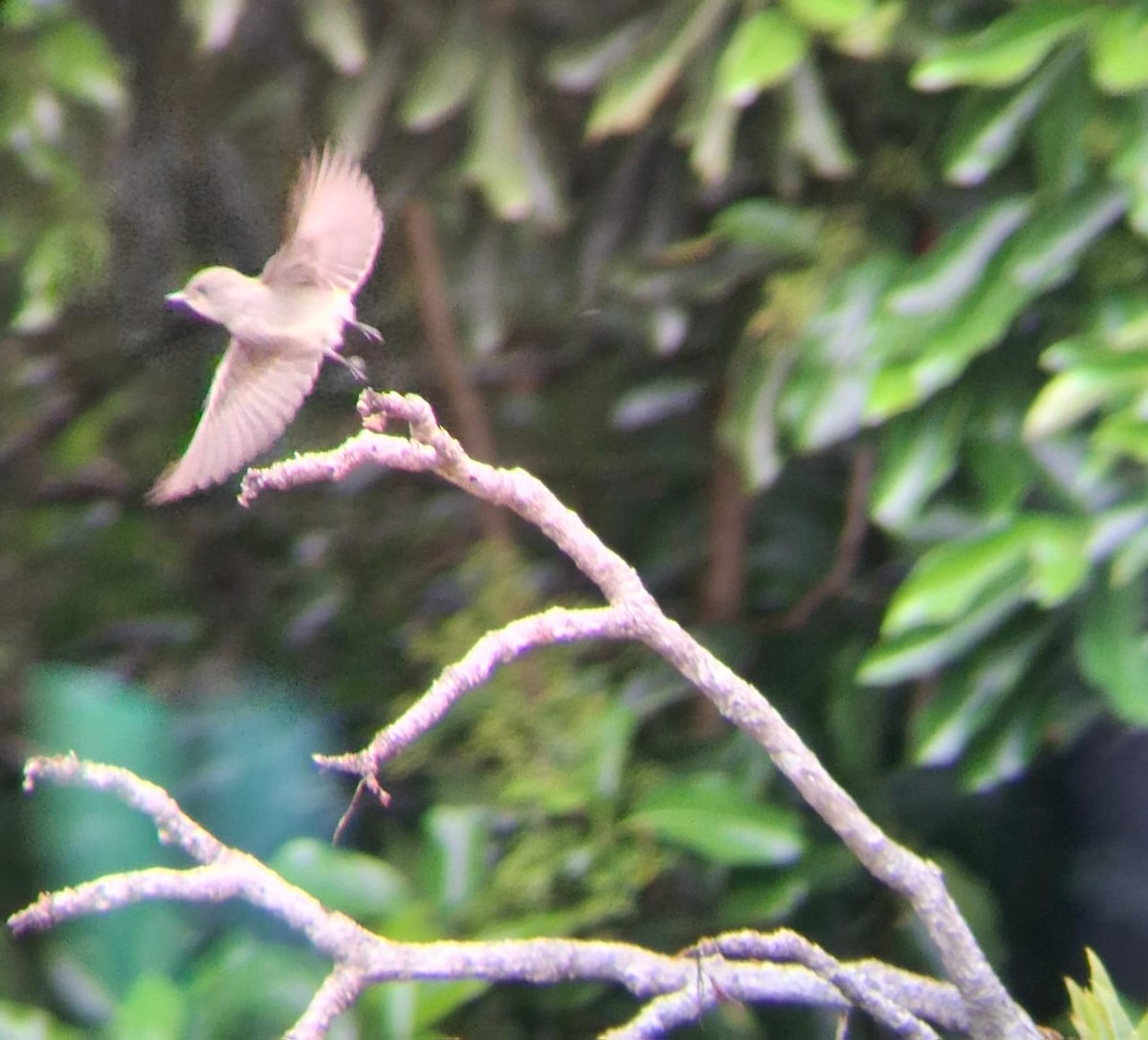 Eastern Wood-Pewee - ML634749059