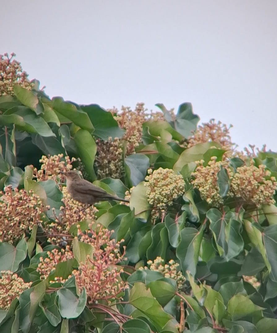 Mountain Thrush - ML634749094