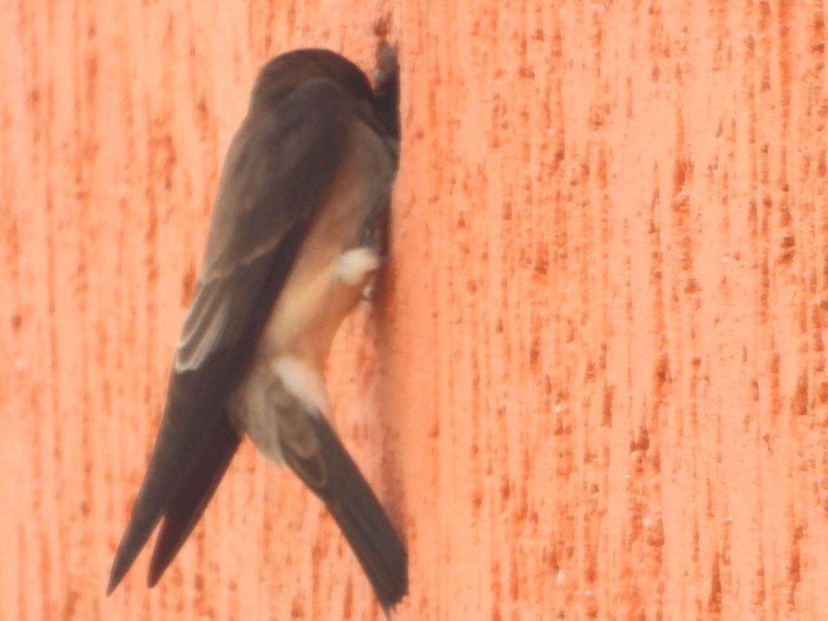 Southern Rough-winged Swallow - ML634749095