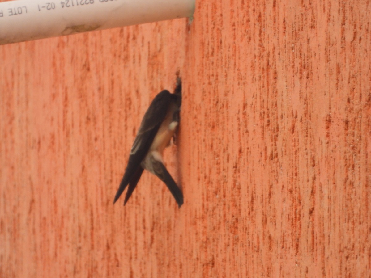 Southern Rough-winged Swallow - ML634749096