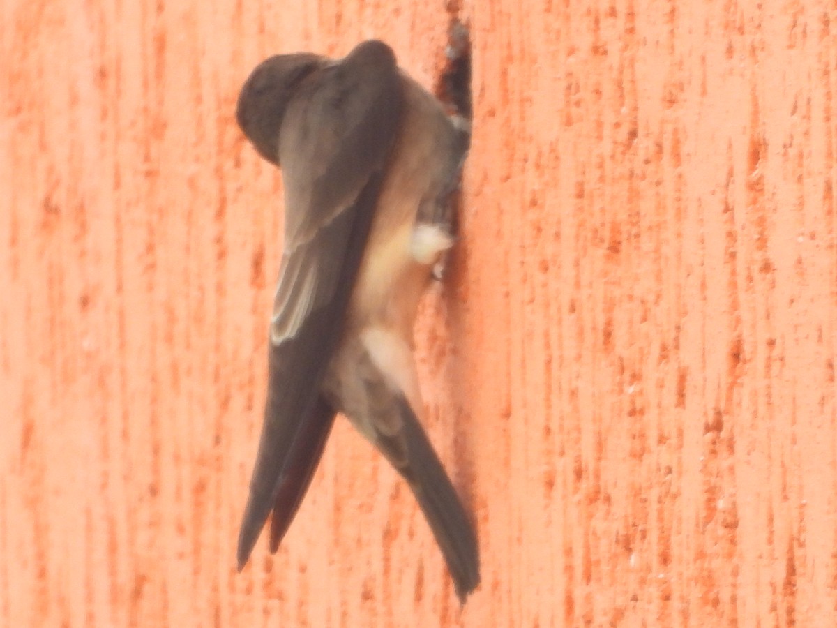 Southern Rough-winged Swallow - ML634749097