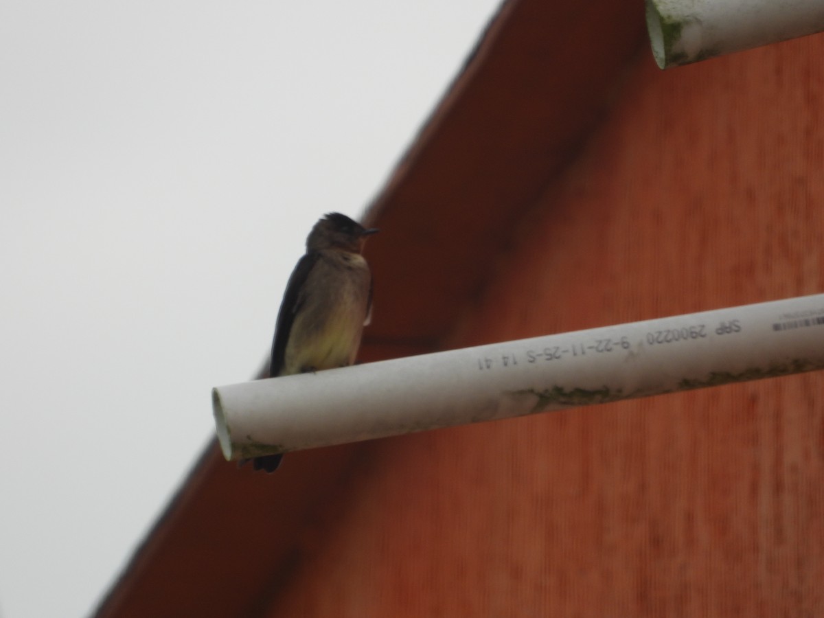 Southern Rough-winged Swallow - ML634749098