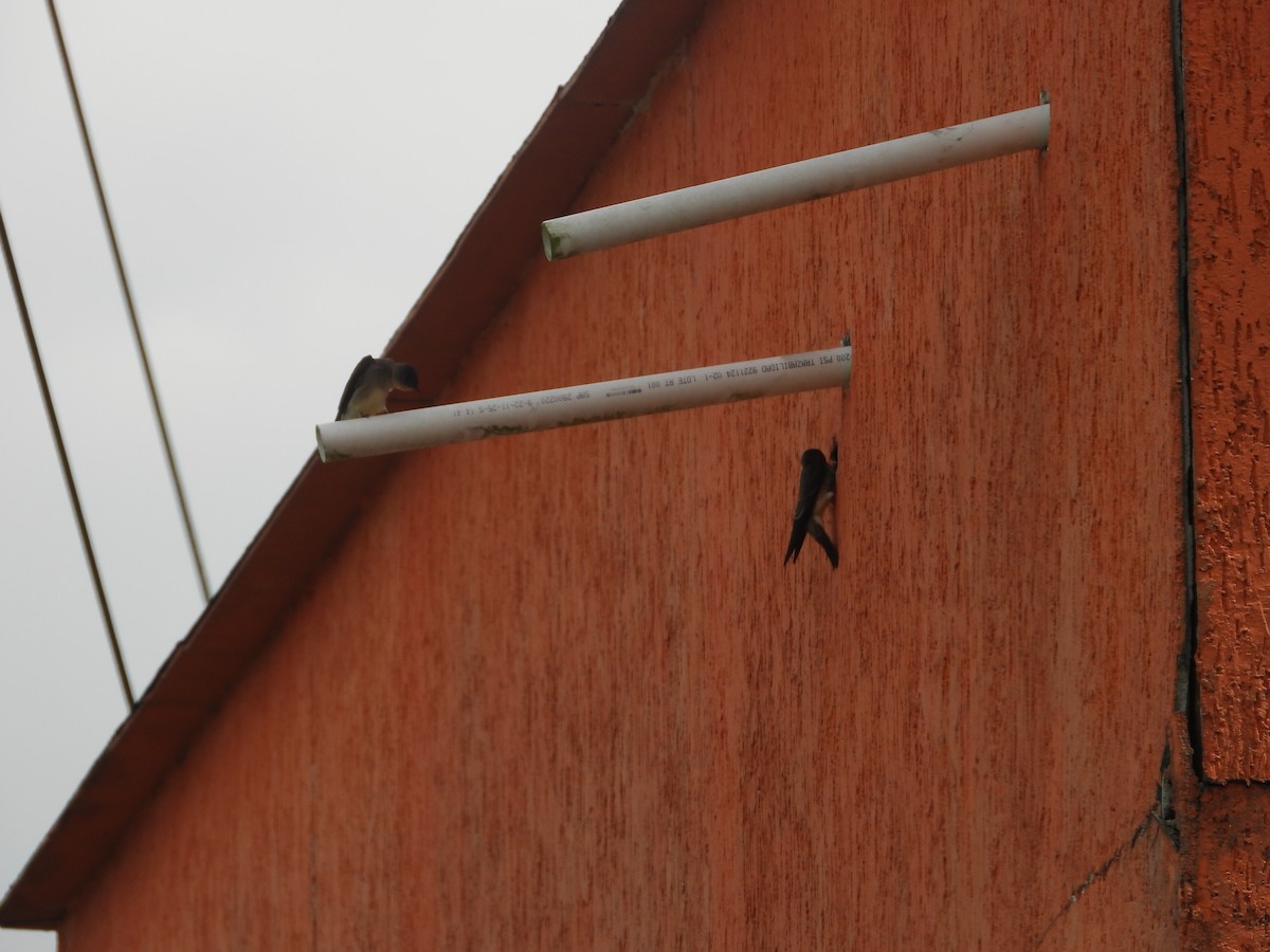 Southern Rough-winged Swallow - ML634749099