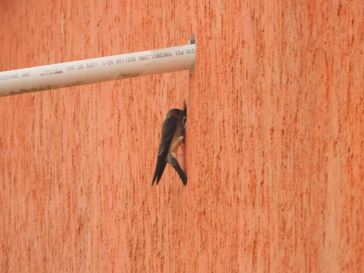 Southern Rough-winged Swallow - ML634749100