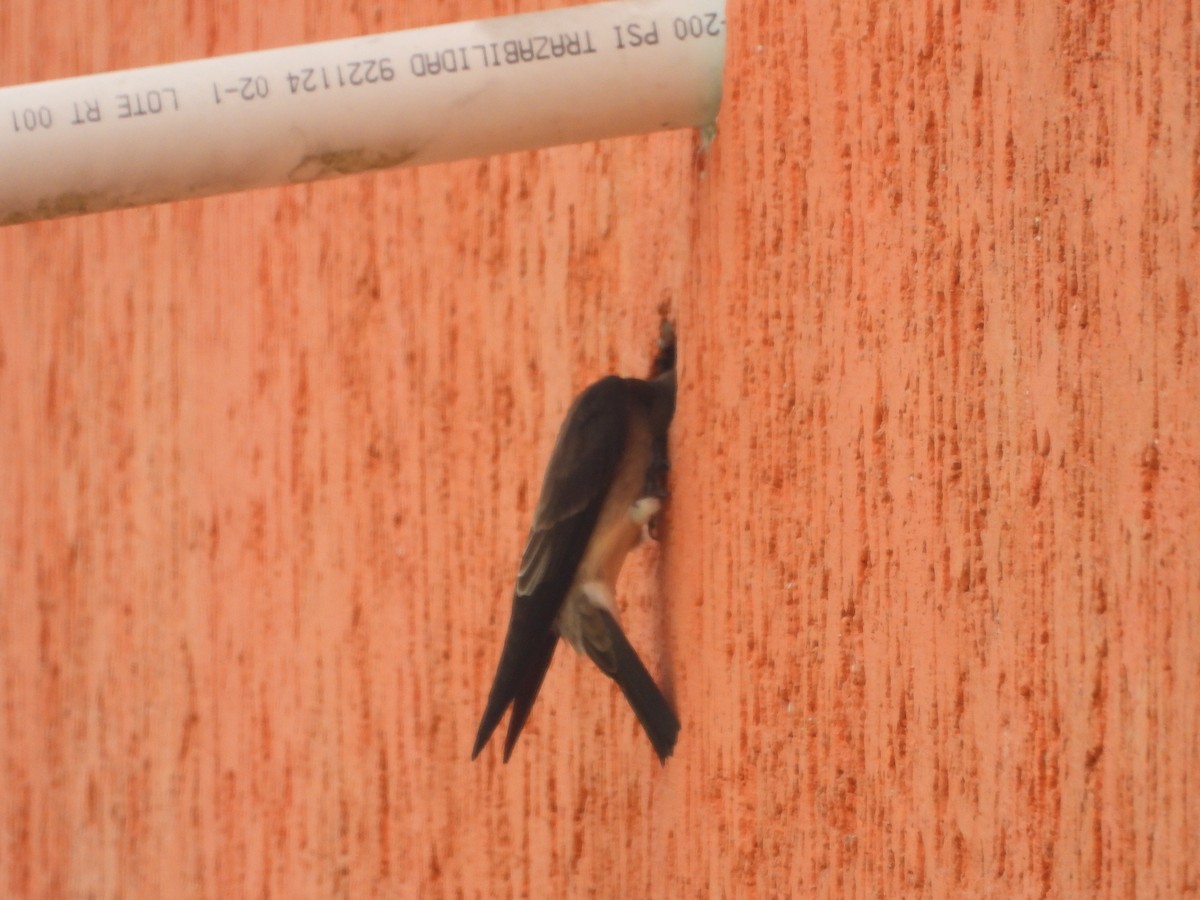 Southern Rough-winged Swallow - ML634749102
