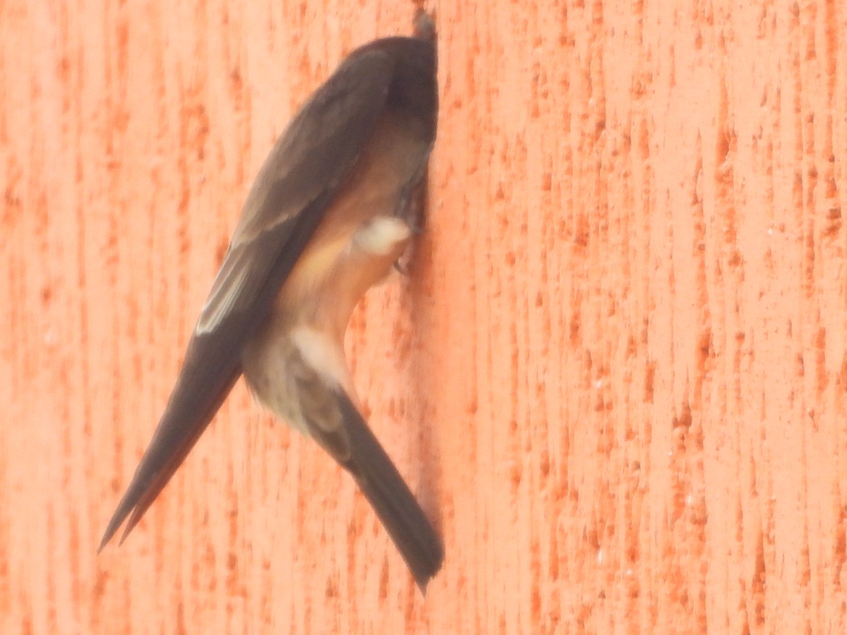 Southern Rough-winged Swallow - ML634749104