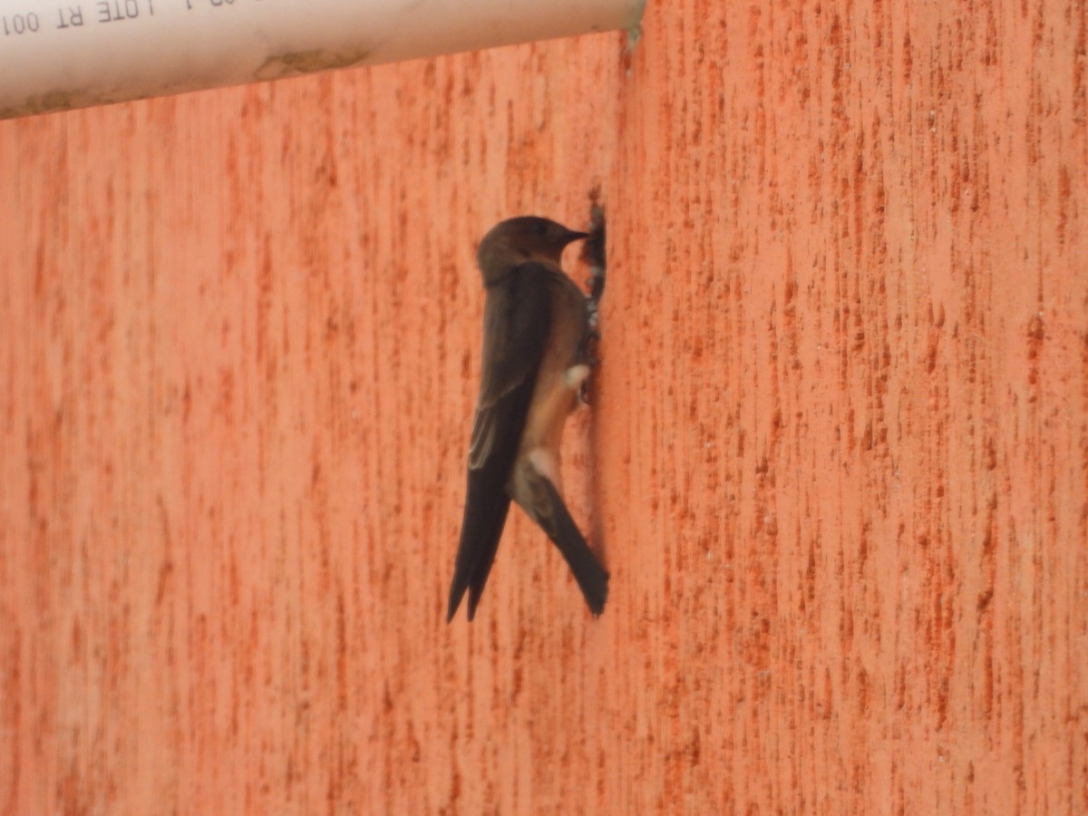 Southern Rough-winged Swallow - ML634749105