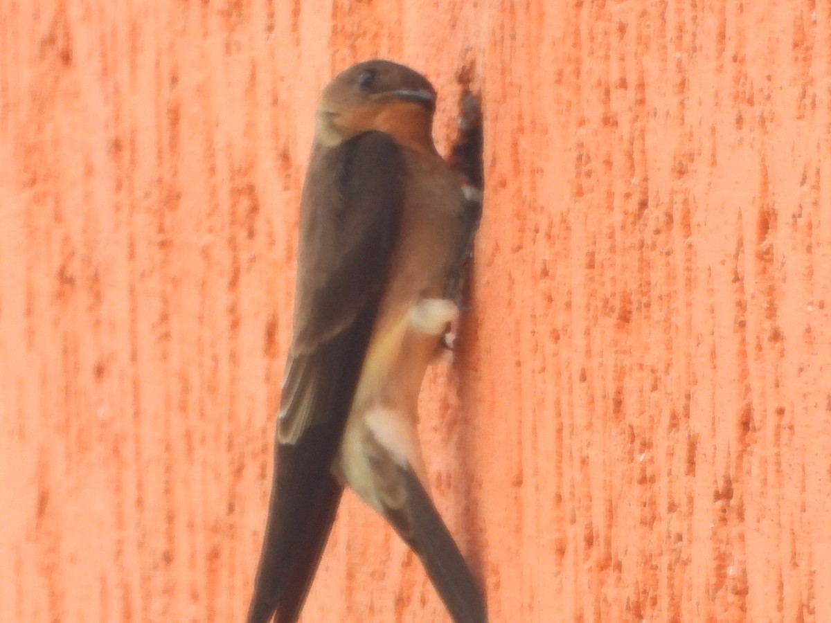Southern Rough-winged Swallow - ML634749106