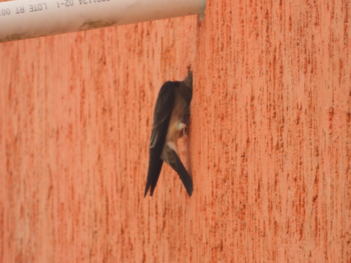 Southern Rough-winged Swallow - ML634749108