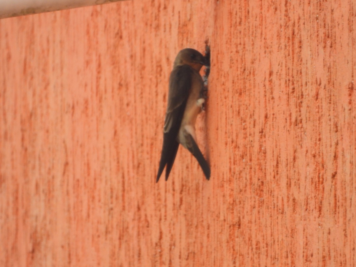 Southern Rough-winged Swallow - ML634749110